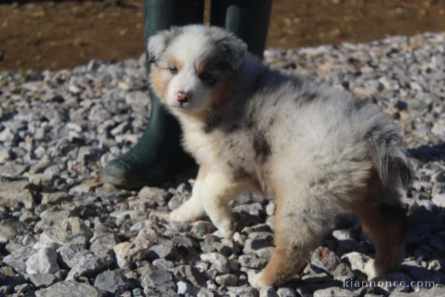 A donnez chiot berger australien femelle bleu merlé