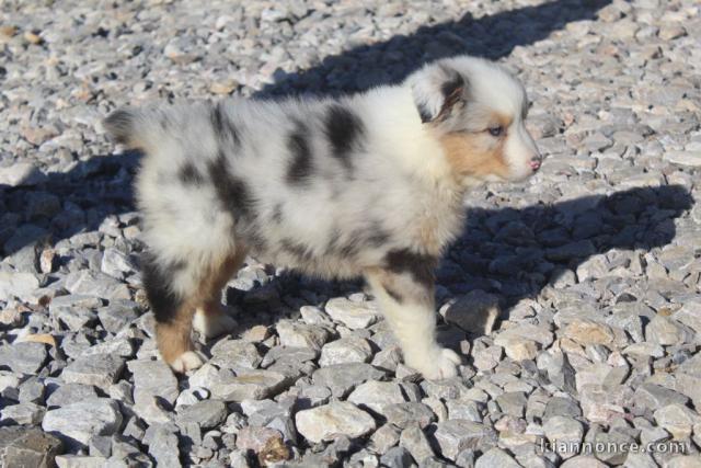 A donnez chiot berger australien femelle bleu merlé