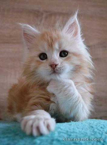 Adorables Chatons maine coon dispo de suite