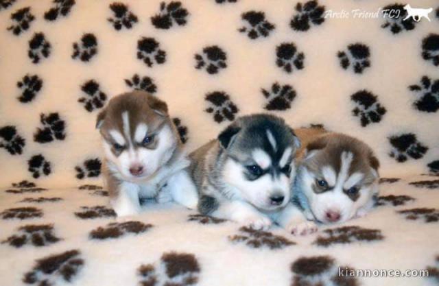 Magnifique 2femelles et male Husky Sibérie