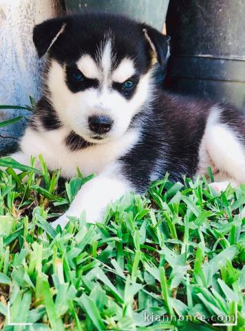 Magnifique 2femelles et male Husky Sibérie