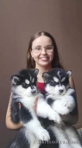 Disponible de suite à l’adoption chiots husky