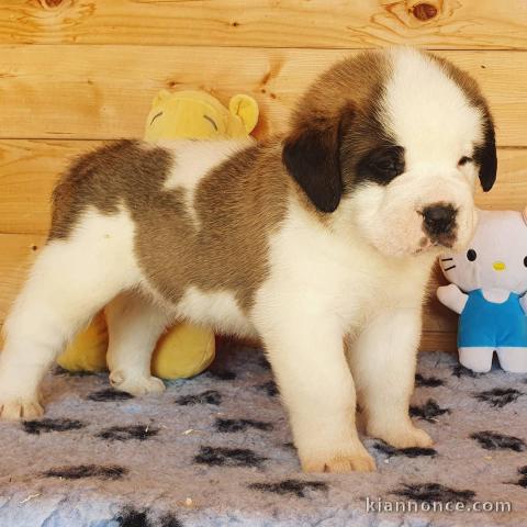 chiots Saint Bernard a donner