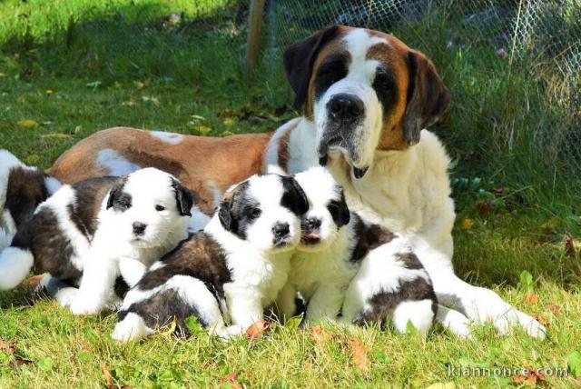 chiots Saint Bernard a donner