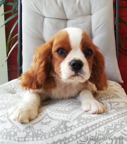 chiots cavalier king charles spaniel a donner