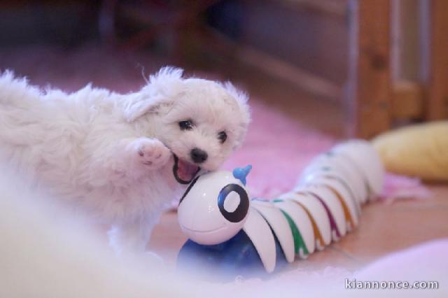 Chiot bichon frisé a donner