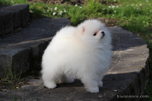 Chiot spitz Allemand nain femelle blanche  Chiot spitz pomeranien