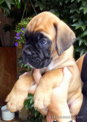 Chiot boxer femelle et mâle