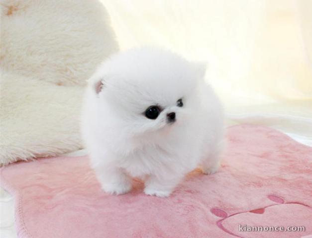 3 mois  Mâle Type Pomeranian non lof