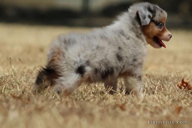 Chiot berger australien femelle non lof