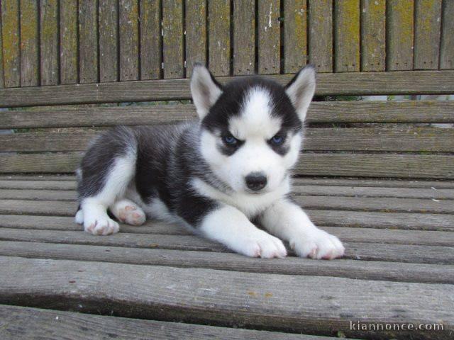 disponible de suite Husky de Sibérie.