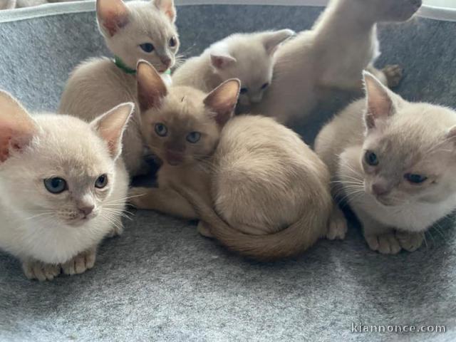 CHATON SACRE DE BIRMANIE