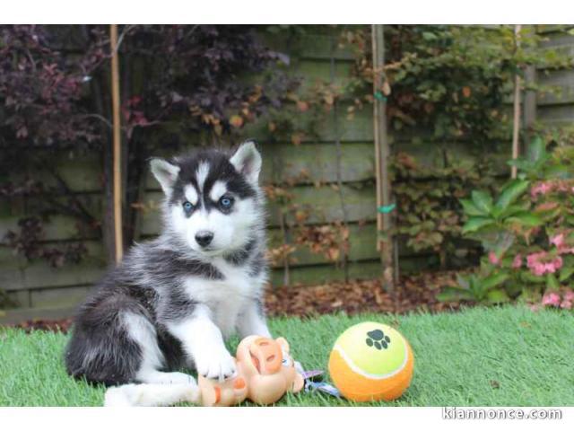 disponible de suite Husky de Sibérie