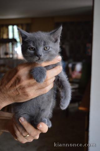 Chaton sacrée de Birmanie 