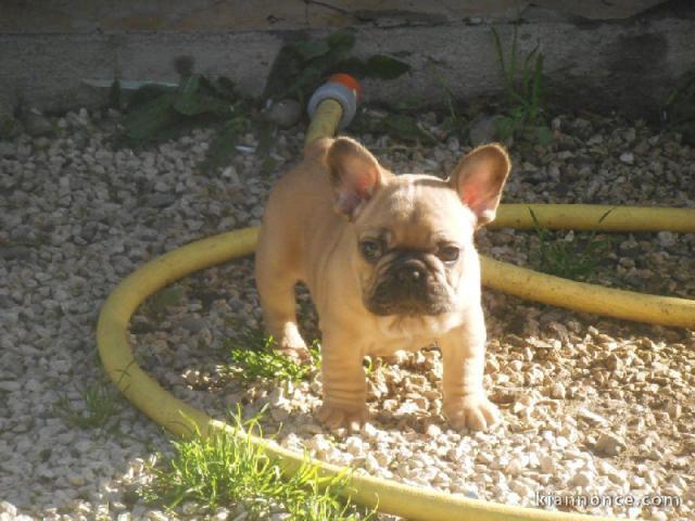 chiots bouledogue français femelle contre bon soin 