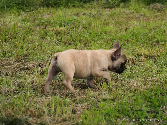 chiots bouledogue français femelle contre bon soin 