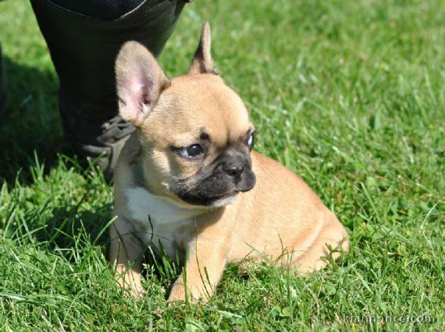 chiots bouledogue français femelle contre bon soin