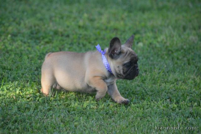 chiots bouledogue français femelle contre bon soin 