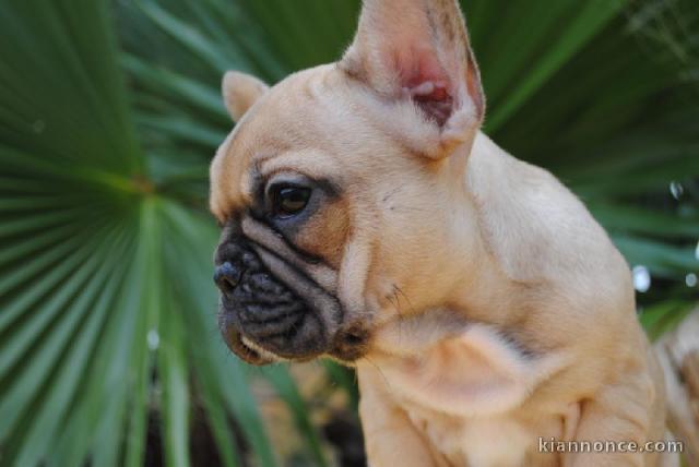 chiots bouledogue français femelle contre bon soin 