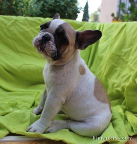 chiots bouledogue français femelle contre bon soin 