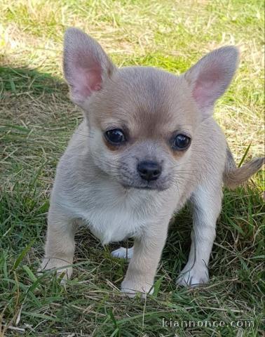 Chiot chihuahua femelle et mâle a adopter