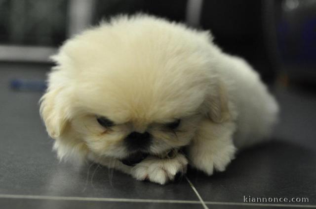 PEKINOIS MAL & FEMELLE DISPONIBLE DE SUITE 