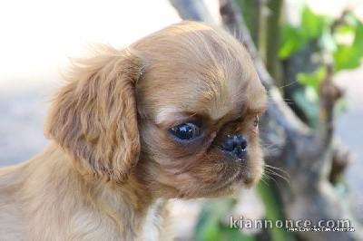 chiot king charles spaniel