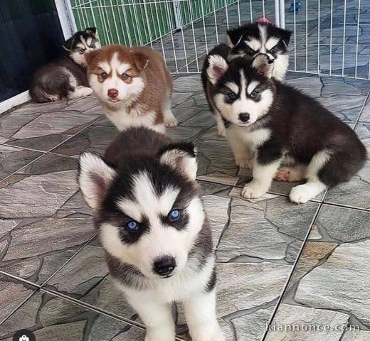 Disponible de suite à l’adoption chiots husky