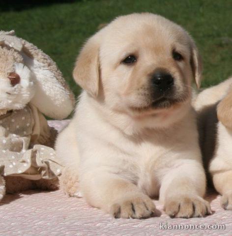 Chiots golden retreiver lof à cèder