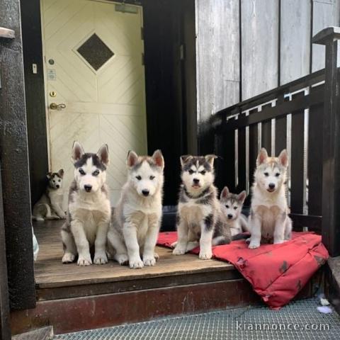 A donnez Chiot Siberian Husky femelle et mâle