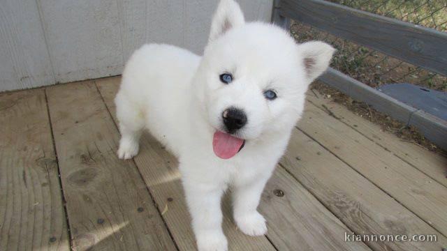 A donnez Chiot Siberian Husky femelle et mâle