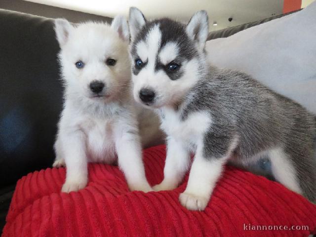 Chiot Siberian Husky a donner