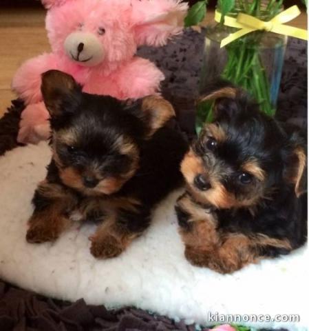 chiots yorkshire terrier Pures races 