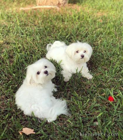 Bichon de maltais recherche famille d\