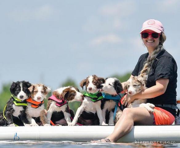 Magnifiques chiots Border collies