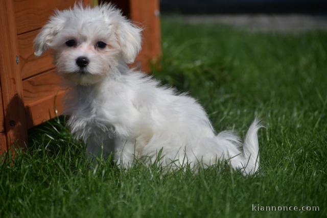 Adorable chiot bichon maltais femelle a donner