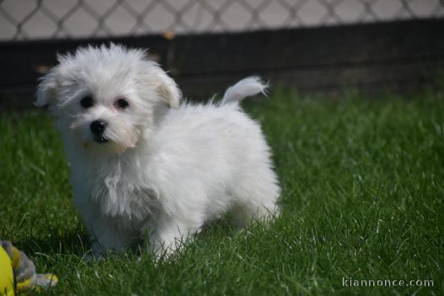 Adorable chiot bichon maltais femelle a donner