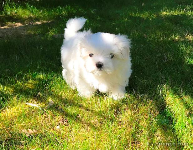 Chiot bichon maltais femelle /mâle à donner