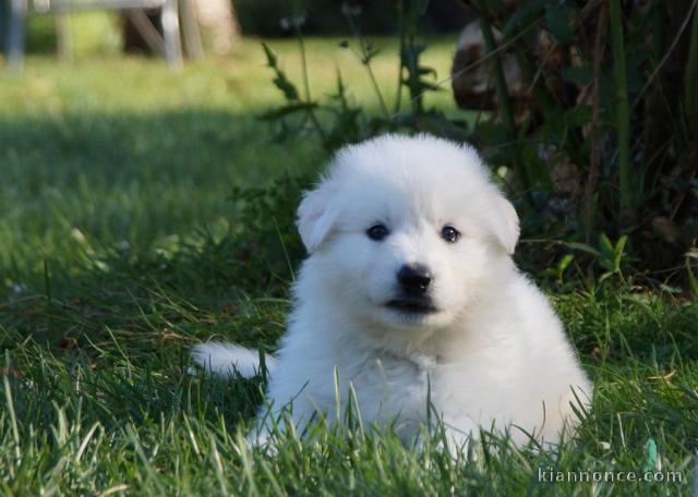 Chiots Berger Blanc Suisse pour adoption