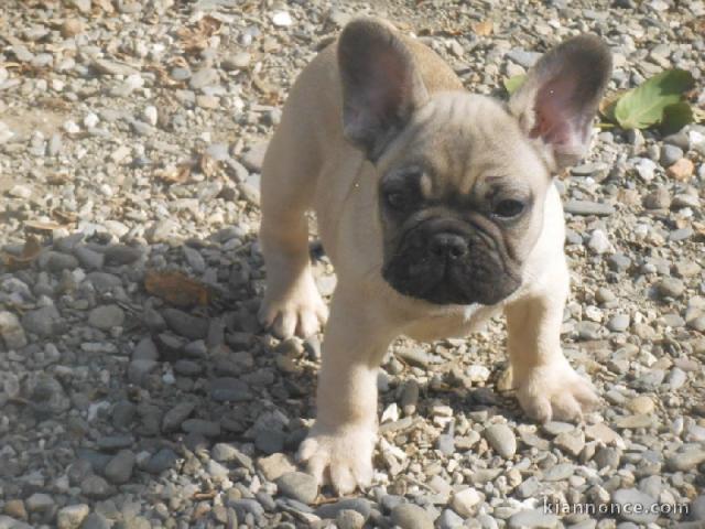 Chiot Bouledogue Français mâle fauve disponible