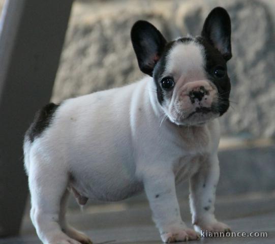 Chiot Bouledogue Français mâle a donner