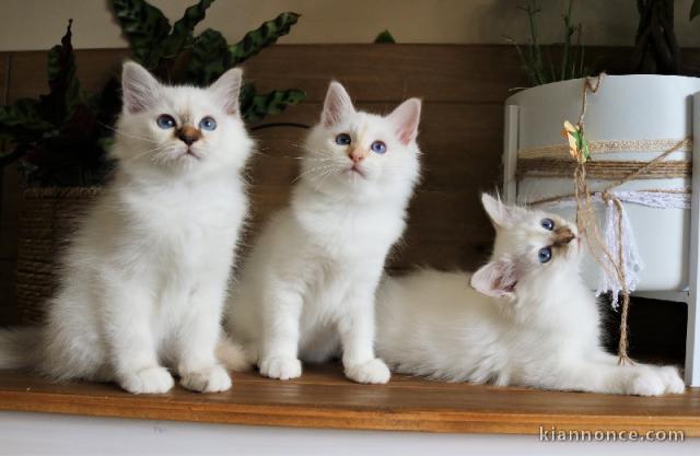 Chatons Sacré de Birmanie A donner contre bon soin