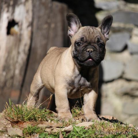 Je cèdes chiot Bouledogue Français à une famille passionnée