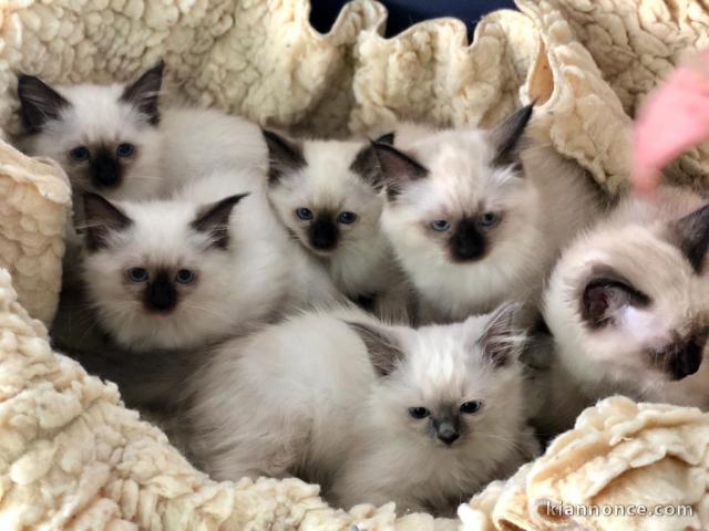 ADOPTION CHATONS SACRÉ DE BIRMANIE LOOF