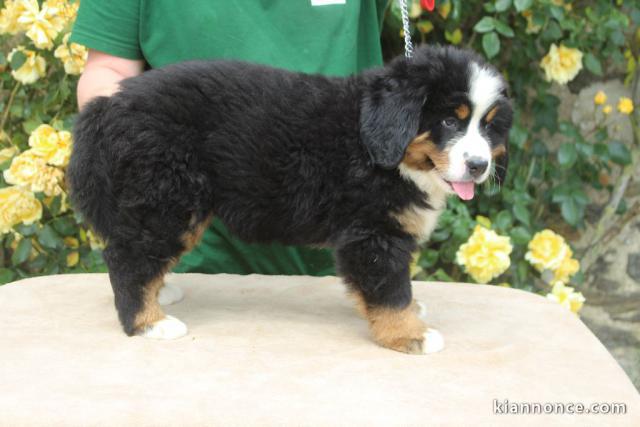 Je donnes chiot bouvier bernois femelle