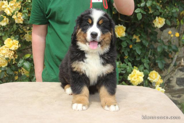 Je donnes chiot bouvier bernois femelle