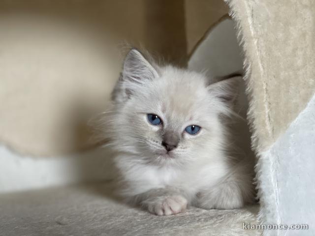 Chatons Ragdoll A donner contre bon soin