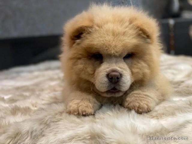 Adorables chiots de race chow-chow disponibles de suite