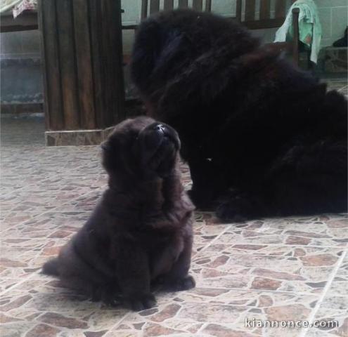 Adorables chiots de race chow-chow disponibles de suite