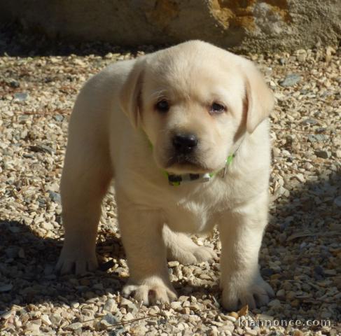 chiot labrador retriever femelle/mâle